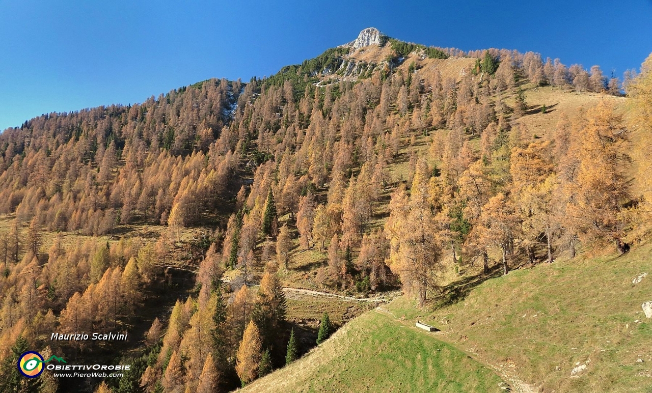 21 Il bel lariceto del Pizzo Badile....JPG